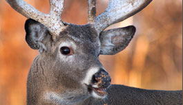 Whitetail Deer Hunting Guides and Outfitters Ohio