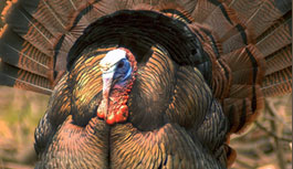 Ohio Turkey Hunting Guides and Outfitters